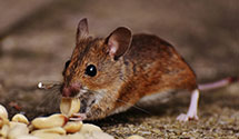24 Hour & Emergency Exterminators in Clubb, MO